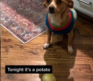 «И так каждый раз»: охраняющая картошку собака рассмешила Интернет