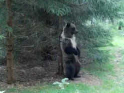 Курьез: медведь станцевал «Ламбаду» и стал звездой Сети