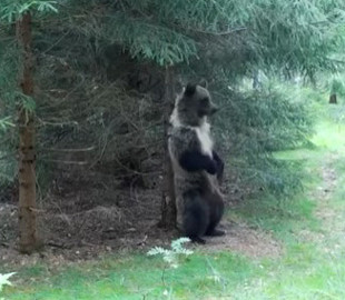 Курьез: медведь станцевал «Ламбаду» и стал звездой Сети