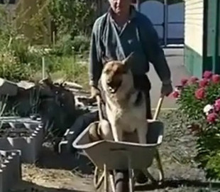 «Личный водитель»: хитрая овчарка устроила покатушки