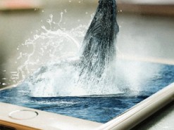 Что делать с намокшим смартфоном