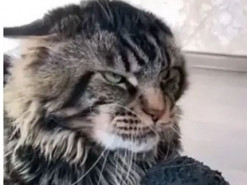 Суровый кот запугает любого своим взглядом