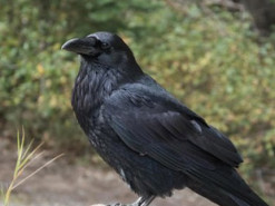 В Гомеле ворона стащила у маршрутчика деньги