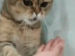 Кот показал, как нужно заниматься кунг-фу - и это видео сделало его звездой