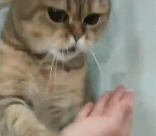 Кот показал, как нужно заниматься кунг-фу - и это видео сделало его звездой