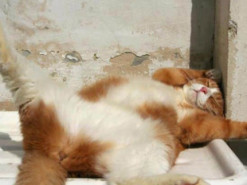 Школьница прославилась, записав музыкальный ролик со своим котом