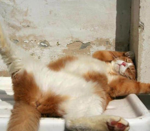 Школьница прославилась, записав музыкальный ролик со своим котом