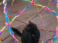 Попавший в ловушку из-за собственной глупости кот рассмешил соцсети