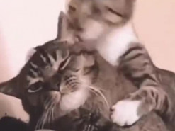 Уставший от приставаний младшего брата кот рассмешил соцсети