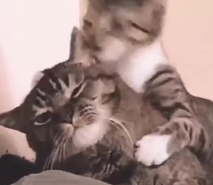 Уставший от приставаний младшего брата кот рассмешил соцсети