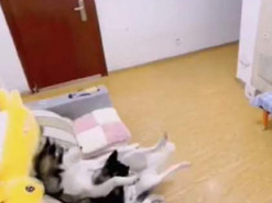 Хаски смотрели телевизор, но вернулся хозяин и им пришлось начать уборку: смешное видео