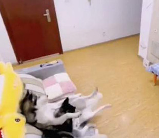 Хаски смотрели телевизор, но вернулся хозяин и им пришлось начать уборку: смешное видео