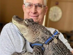 Американець прихистив алігатора, який став зіркою соцмереж. Тепер вони сплять в одному ліжку