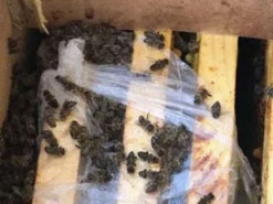 Укрпошта і мертві бджоли: Гендиректор перевізника заявив, що частина комах «ожила»