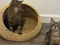 Відомий на весь світ харківський кіт завів подружку