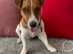 Пес Патрон показав нові світлини і похизувався нагородою