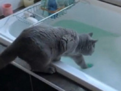 Сеть насмешила реакция кота на мыльную пену