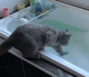 Сеть насмешила реакция кота на мыльную пену