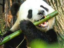 После встречи с гигантским «собратом» панда стала звездой Сети