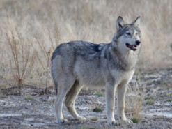 В Чернобыле отыскали волка, который обожает позировать на камеру - настоящая модель: "Красота и грация"