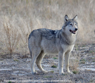 В Чернобыле отыскали волка, который обожает позировать на камеру - настоящая модель: "Красота и грация"