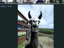 $100 за 10 минут. Ферма в Калифорнии продает трансляцию с ламой в Zoom