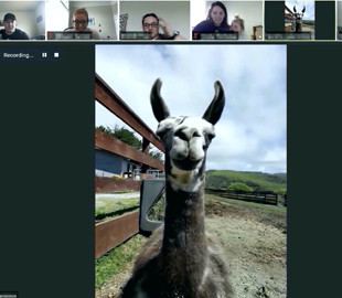 $100 за 10 минут. Ферма в Калифорнии продает трансляцию с ламой в Zoom