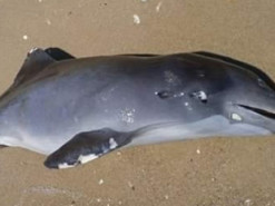 Через російську агресію у Чорному морі загинули не менш як три тисячі дельфінів — учений