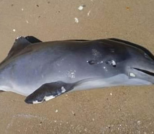 Через російську агресію у Чорному морі загинули не менш як три тисячі дельфінів — учений