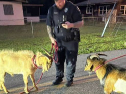 Мережу насмішило фото копа та впертих козлів, які влаштували вуличну бійку