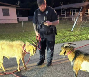 Мережу насмішило фото копа та впертих козлів, які влаштували вуличну бійку