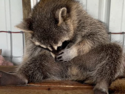 «Такой милый»: Енот прославился благодаря своему храпу