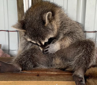 «Такой милый»: Енот прославился благодаря своему храпу