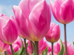 Выставку тюльпанов на Певческом поле в Киеве можно увидеть онлайн