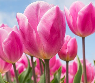 Выставку тюльпанов на Певческом поле в Киеве можно увидеть онлайн