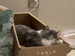 Tesla представила лежак для котів, натхненний пікапом Cybertruck