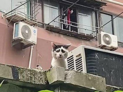 Бездомная кошка с необычным окрасом стала новой звездой сети