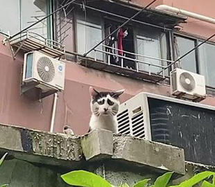 Бездомная кошка с необычным окрасом стала новой звездой сети