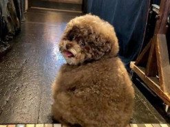 Пушистый пес по кличке Кокоро стал звездой сети - он похож на персонажа "Звездных войн"