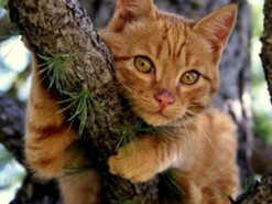 Сеть насмешила кошка с необычным талантом