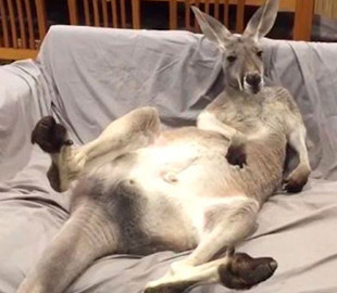 Кенгуру, облюбовавший хозяйский диван, очаровал интернет