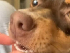 Реакция собаки на любимую еду покорила пользователей Сети