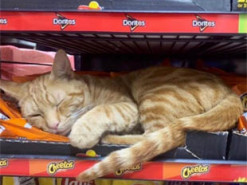 Спят на прилавках и валяются на полу: парень публикует забавные фото отдыхающих в магазине котов