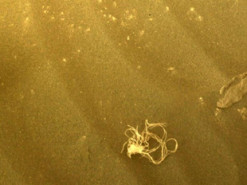 Марсохід NASA виявив на Червоній планеті загадковий “клубок ниток”