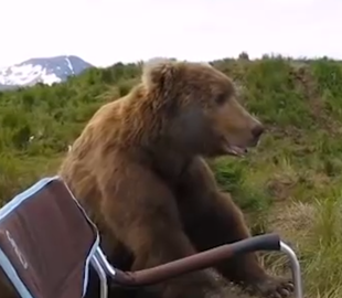Медведь пришел к рыбакам и сел любоваться видом: милое видео