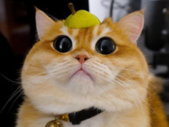 Живой Кот в сапогах: как один котик покорил множество сердец (фото)