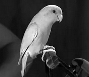 Ученые создали робота-попугая