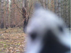 Заглянув до фотопастки: у Чорнобильському заповіднику показали чубатого птаха