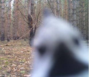 Заглянув до фотопастки: у Чорнобильському заповіднику показали чубатого птаха