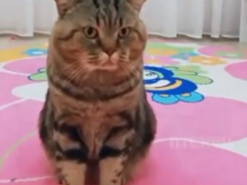 Кот зажмурился и скривился, услышав пение хозяйки